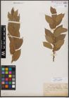 Foto von Salix cordata Michx.